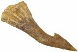 Bargain, Fossil Sawfish (Onchopristis) Rostral Barb - Morocco #311220-1